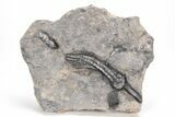 Devonian Crinoid Fossil - Issoumour, Morocco #215210-1